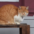 Porch Cat