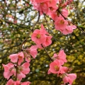Quince Blossoms