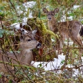 Spot the Deer, Washington