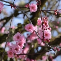 Spring Blossoms 2