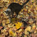 Yes Its Fall Plus Cat