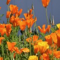 California Poppies 2