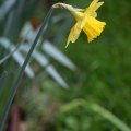 Daffodil 2