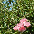 Hedge Roses