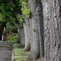 Neighborhood Trees