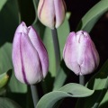 New Tulips