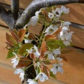 Pear Blossoms 2