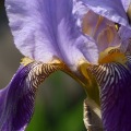 Purple Iris 2
