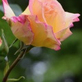 Rose 6