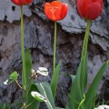 Tulip Trio