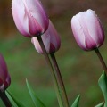 Tulips 11