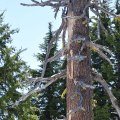 Another Crater Lake Tree (Crater Lake, Oregon)