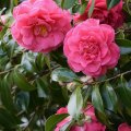 Camellias 2