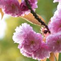 Cherry Blossoms 5