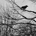 Crow Watching