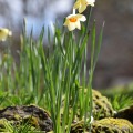 Daffodils 7