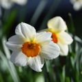 Daffodils 8
