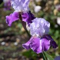 Fancy Irises (Eugene, Oregon)