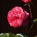 Fluffy Summer Rose (Eugene, Oregon)