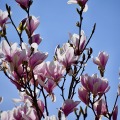 Magnolia Blooms