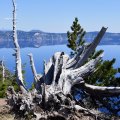 Pine Stump (Crater Lake, Oregon)