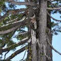 Pine Tree (Crater Lake, Oregon)