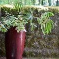 Potted Plant (Hoyt Arboretum)