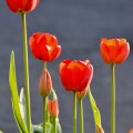 Tulip Scene
