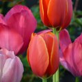 Tulip Thursday