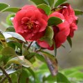 Camellias 3