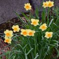 Daffodils 9