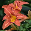 Orange Lily 2