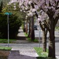 Street Blossoms