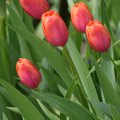 Tulips 14