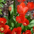 Tulips 15