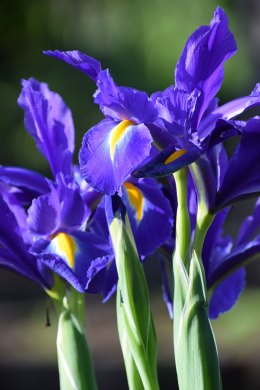 Irises 4