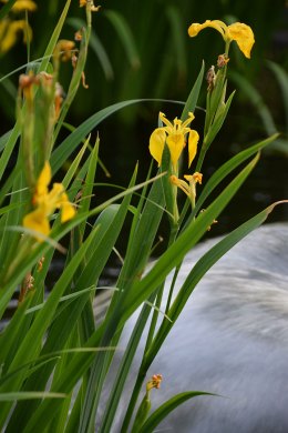 Yellow Irises (Ashland, Oregon)